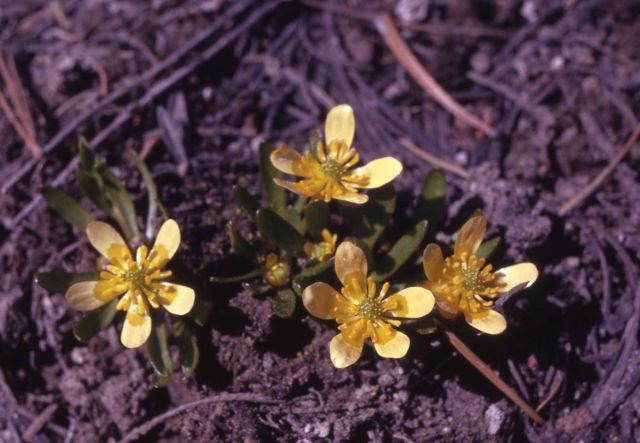 Jove's buttercup (Ranunculus jovis) Picture