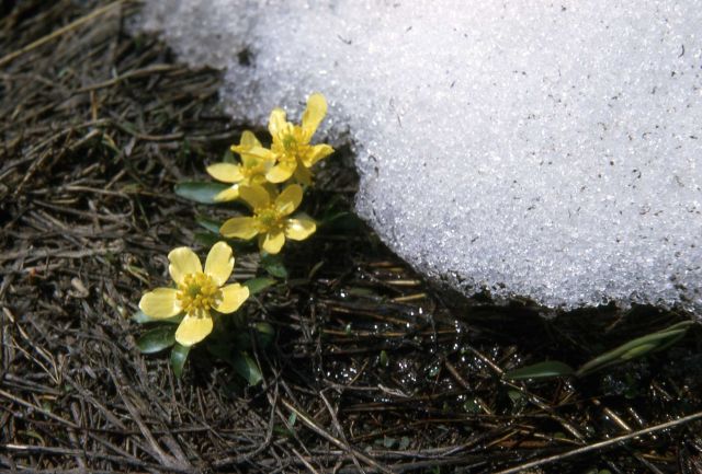 Jove's buttercup (Ranunculus jovis) coming up near melting snowbank in Grand Teton National Park Picture