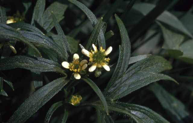 Buttercup (Ranunculus sp.) Picture