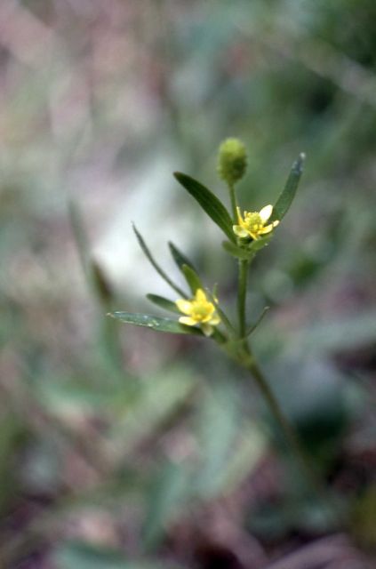 Buttercup (Ranunculus sp.) Picture
