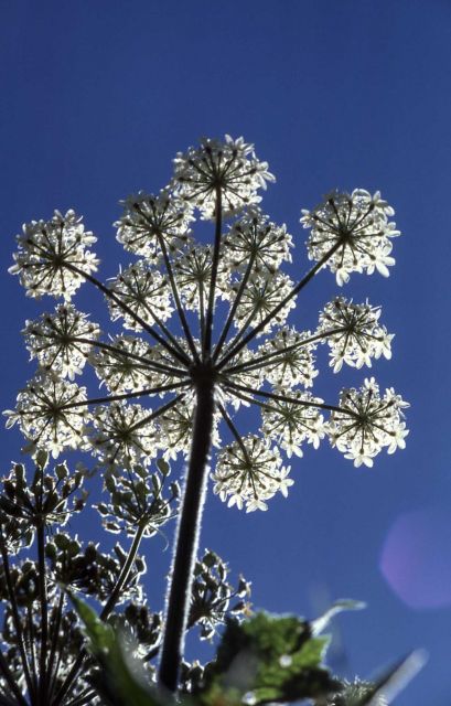 Close up of cow-parsnip (Heracleum sphondylium var. lanatum) Picture
