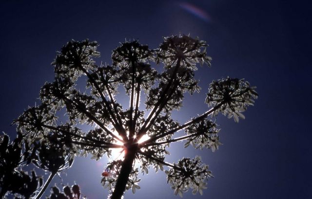 Close up of cow-parsnip (Heracleum sphondylium var. lanatum) with back lighting Picture