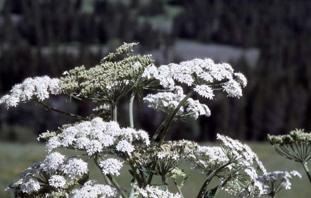 Cow-parsnip (Heracleum sphondylium var. lanatum) Picture