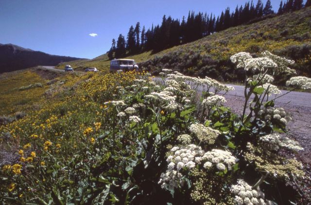 Cow-parsnip (Heracleum sphondylium var. lanatum) along Mt Washburn Road Picture