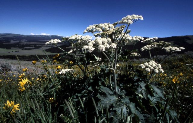Cow-parsnip (Heracleum sphondylium var. lanatum) Picture