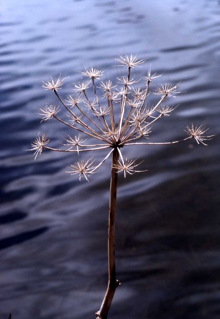 Douglas' water-hemlock (Cicuta maculata) Picture