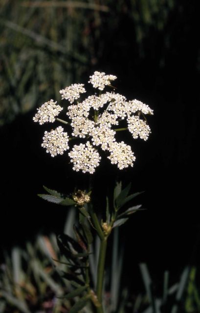 Douglas' water-hemlock (Cicuta maculata) Picture
