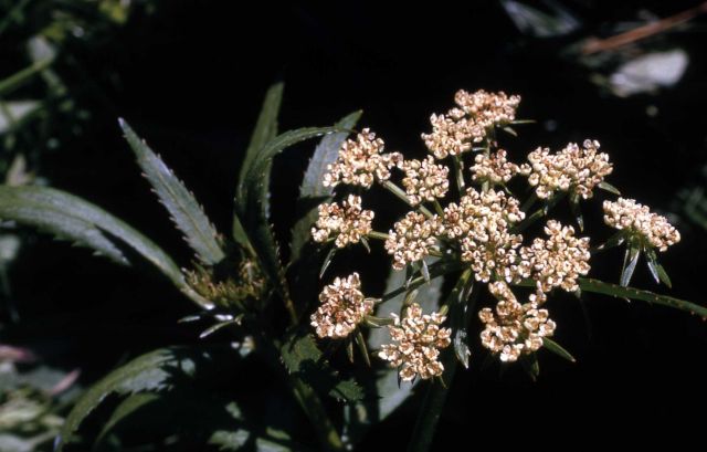 Douglas' water-hemlock (Cicuta maculata) Picture