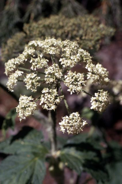 Cow-parsnip (Heracleum sphondylium var. lanatum) Picture