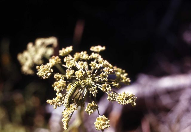 Caterpillar on cow-parsnip (Heracleum sphondylium var. lanatum) Picture