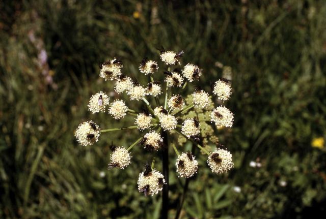 Insects on cow-parsnip (Heracleum sphondylium var. lanatum) Picture