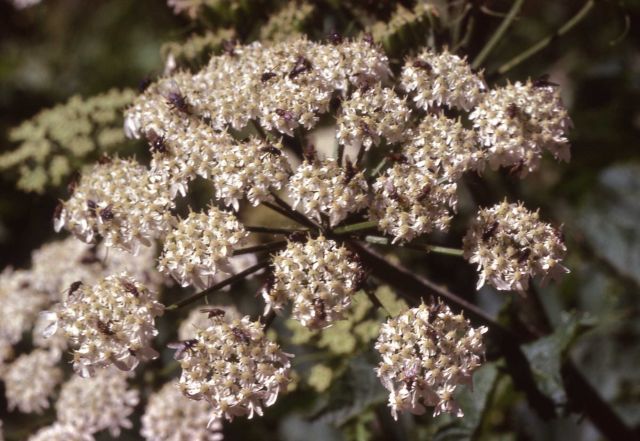 Cow-parsnip (Heracleum sphondylium var. lanatum) Picture