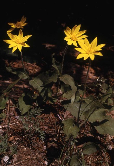 Heart-leaf arnica (Arnica cordifolia) Picture