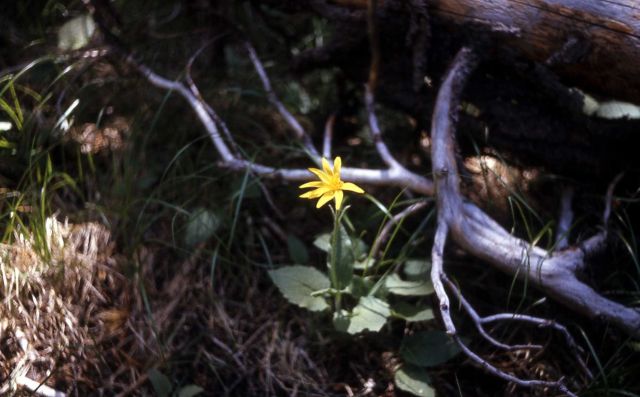 Heart-leaf arnica (Arnica cordifolia) Picture