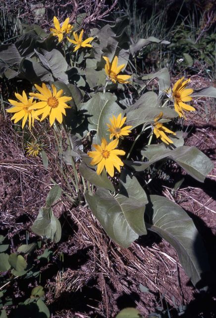 Arrowleaf balsamroot (Balsamorhiza sagittata) Picture