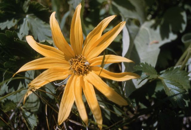 Arrowleaf balsamroot (Balsamorhiza sagittata) Picture