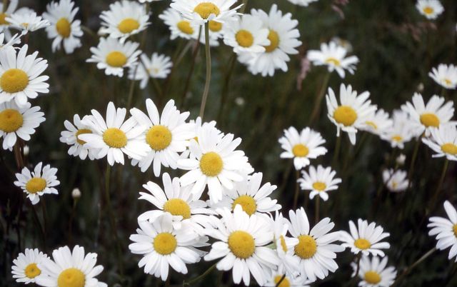 Oxeye-daisy (Chrysanthemum leucanthemum) Picture