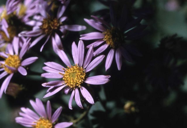 Aster Picture