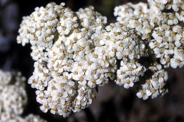 Yarrow (Achillea millefolium var. lanulosa) Picture