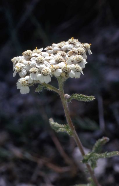 Yarrow (Achillea millefolium var. lanulosa) Picture