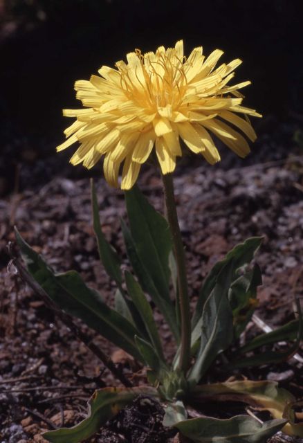 Pale agoseris (Agoseris glauca var. laciniata) Picture