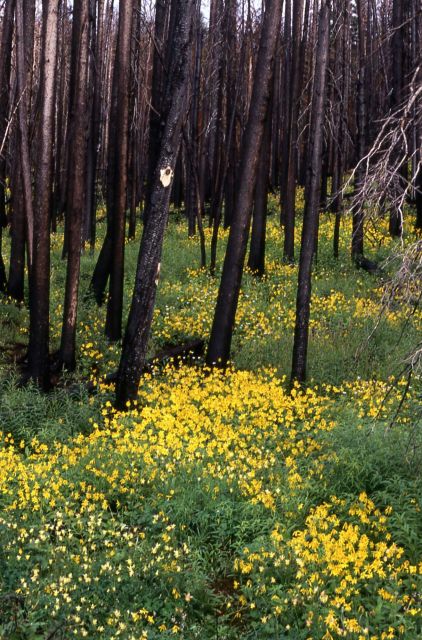 Heart-leaf arnica (Arnica cordifolia) Picture