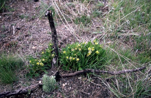 Burned Mountain arnica (Arnica latifolia) stalk with new sage growing Picture