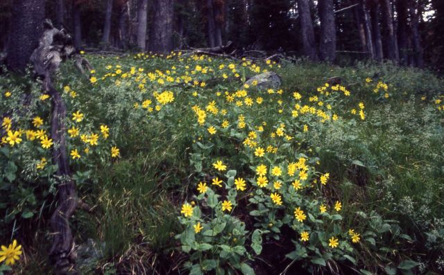 Hairy arnica (Arnica mollis) along the Avalanche Peak trail Picture