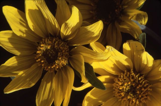 Arrowleaf balsamroot (Balsamorhiza sagittata) Picture