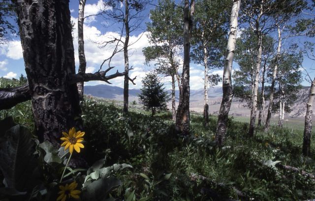 Arrowleaf Balsamroot (Balsamorhiza sagittata) Picture