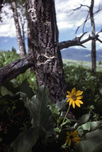 Arrowleaf Balsamroot (Balsamorhiza sagittata) Picture