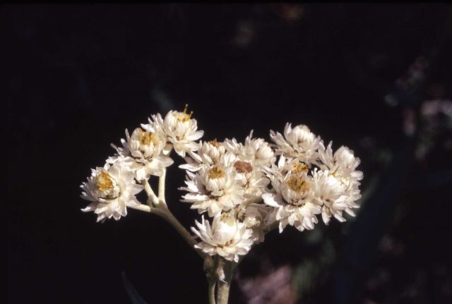 Common pearly-everlasting (Anaphalis margaritacea) Picture