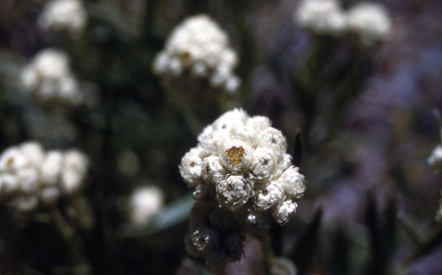Common pearly-everlasting (Anaphalis margaritacea) Picture