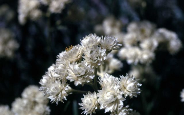 Common pearly-everlasting (Anaphalis margaritacea) Picture