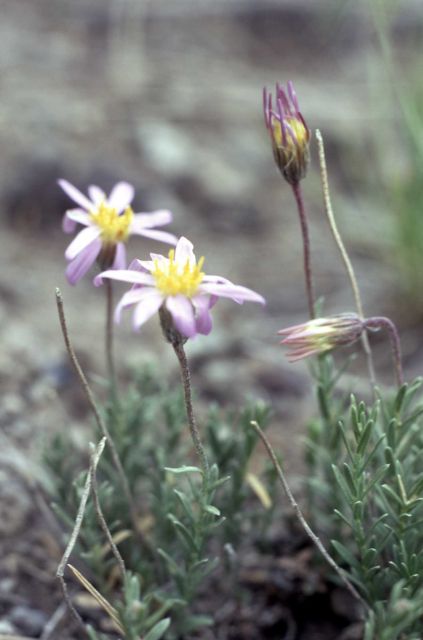 Crag aster (Ionactis alpina) Picture