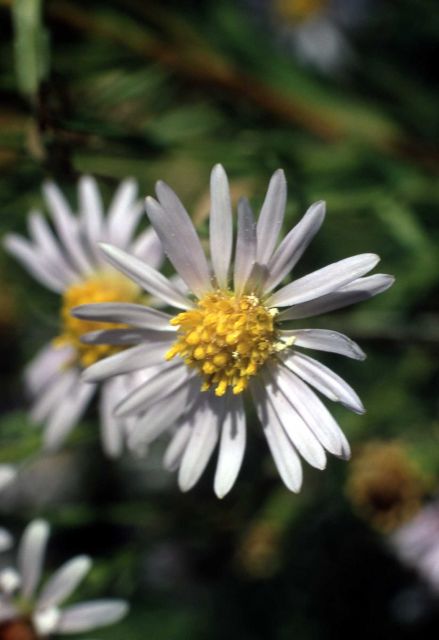 Aster Picture