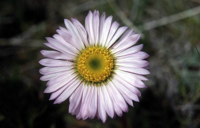 Aster Picture
