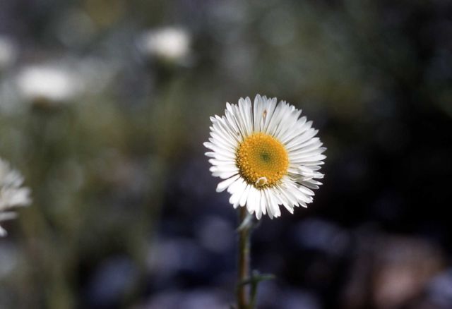 Fleabane Picture