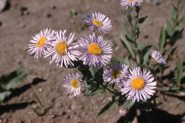 Fleabane Picture