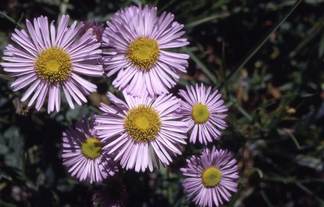 Fleabane Picture