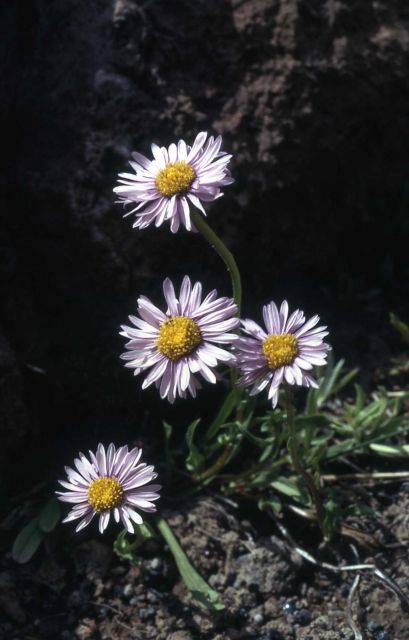 Fleabane Picture