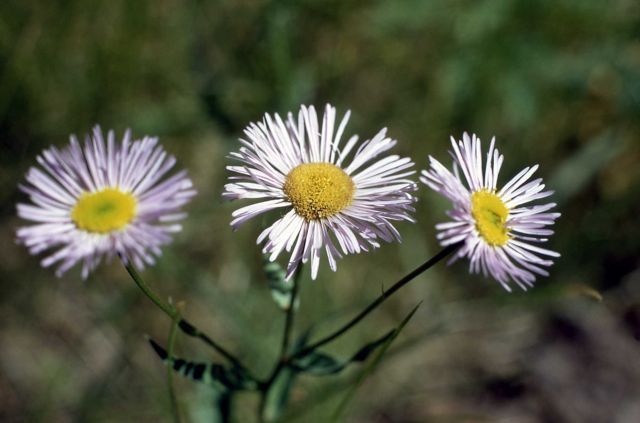 Fleabane Picture