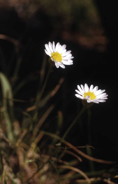 Eaton's Daisy Picture