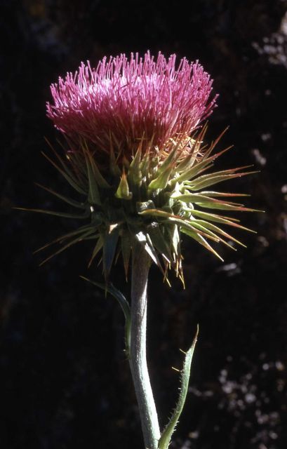 Musk Thistle Picture