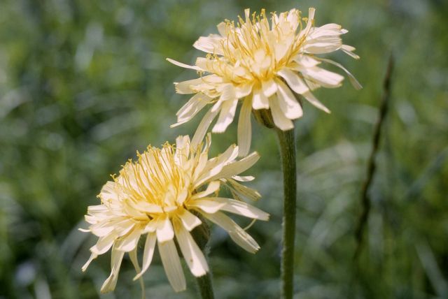 Mountain Dandelion Picture