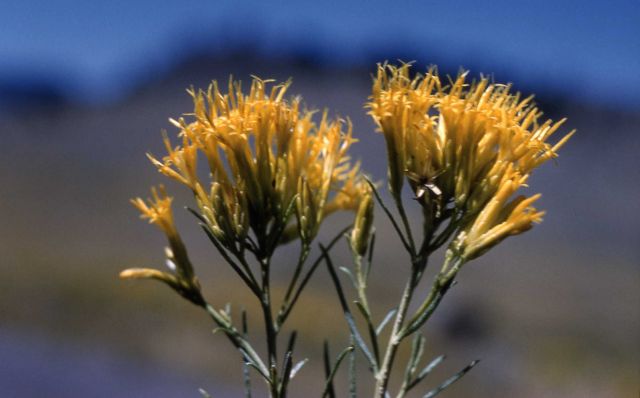 Rabbit Brush Picture