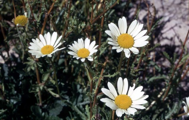 Oxeye-daisy (Chrysanthemum leucanthemum) Picture