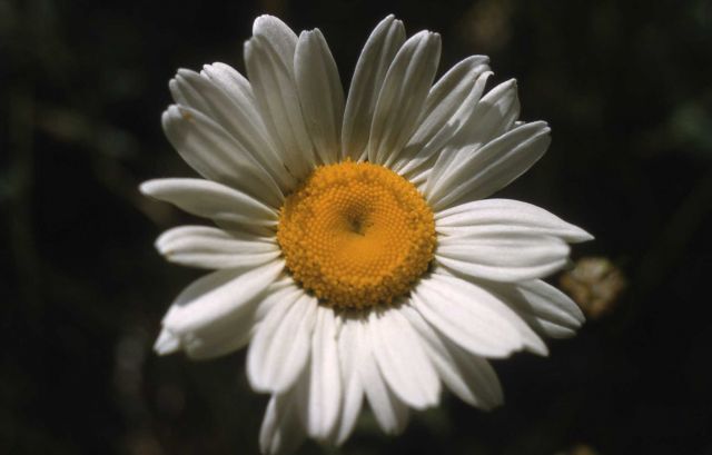 Oxeye-daisy (Chrysanthemum leucanthemum) Picture