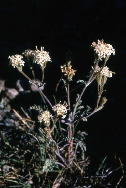 Hoary chaenactis (Chaenactis douglasii var. montana) Picture