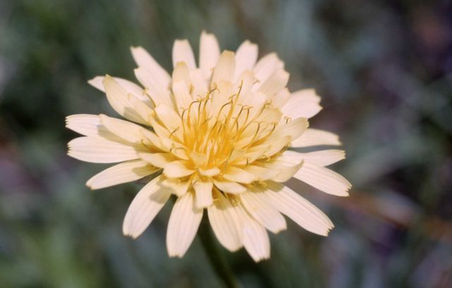 Mountain Dandelion Picture
